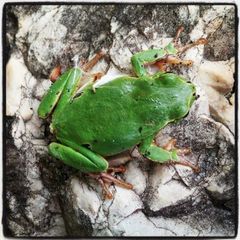 Hyla intermedia perrini