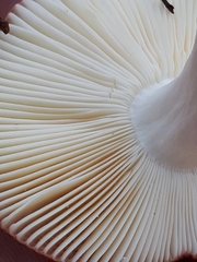 Russula nitida
