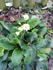 Primula