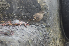 Cinclodes taczanowskii