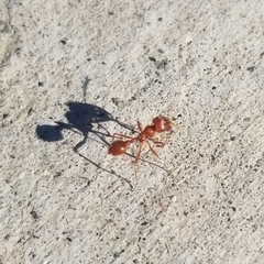 Pogonomyrmex maricopa