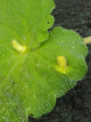 Rondaniola bursaria