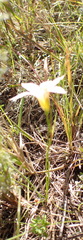 Romulea setifolia