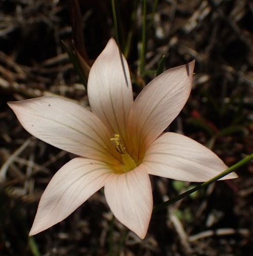 Image of Romulea setifolia by (c) Nicola van Berkel, some rights reserved (CC BY-SA)