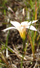 Romulea setifolia