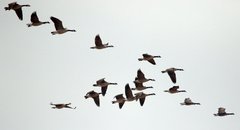 Branta canadensis parvipes
