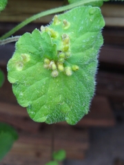 Rondaniola bursaria
