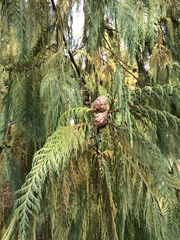 Cupressus cashmeriana