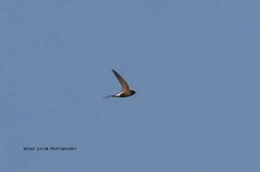 Hirundapus giganteus