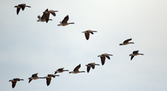Branta canadensis parvipes