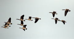 Branta canadensis parvipes