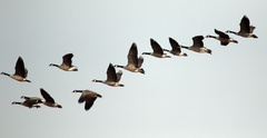 Branta canadensis parvipes