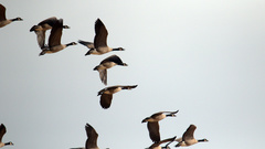 Branta canadensis parvipes