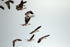 Branta canadensis parvipes
