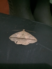 Ugia disjungens