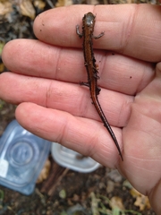 Plethodon cinereus