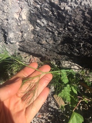 Cyclospermum