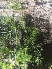 Cyclospermum