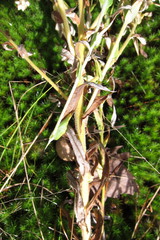 Pseudognaphalium macounii