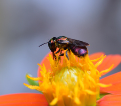 Calloceratina