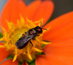 Calloceratina