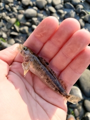 Cottus bairdii
