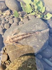 Cottus bairdii