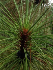 Pinus devoniana