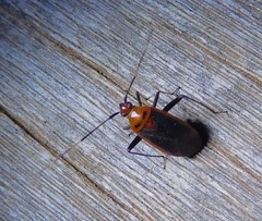 Adelphocoris rapidus