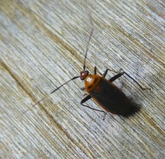 Adelphocoris rapidus