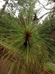 Pinus devoniana