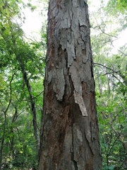Pterocarpus acapulcensis