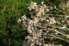 Pseudognaphalium macounii