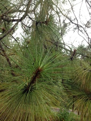 Pinus devoniana