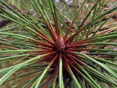 Pinus devoniana