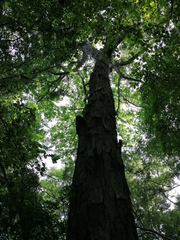 Pterocarpus acapulcensis