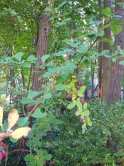 Berberis × ottawensis