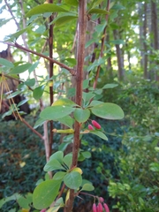 Berberis × ottawensis