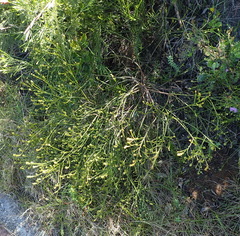 Thesium spicatum