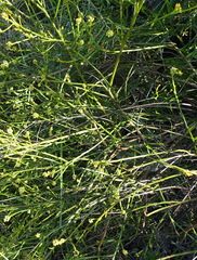 Thesium spicatum