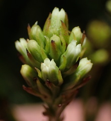 Thesium spicatum