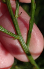 Thesium spicatum