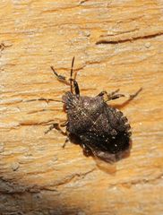 Rhacognathus punctatus