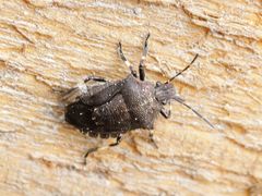 Rhacognathus punctatus