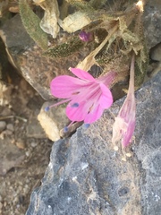Collomia debilis