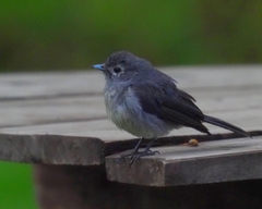 Melaenornis fischeri