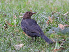 Turdus merula
