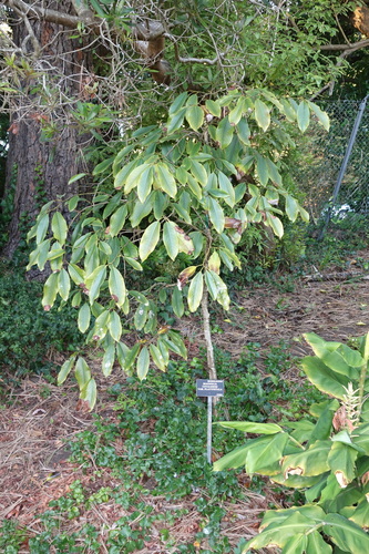Magnolia cavaleriei