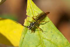 Cratichneumon w-album