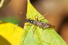 Cratichneumon w-album